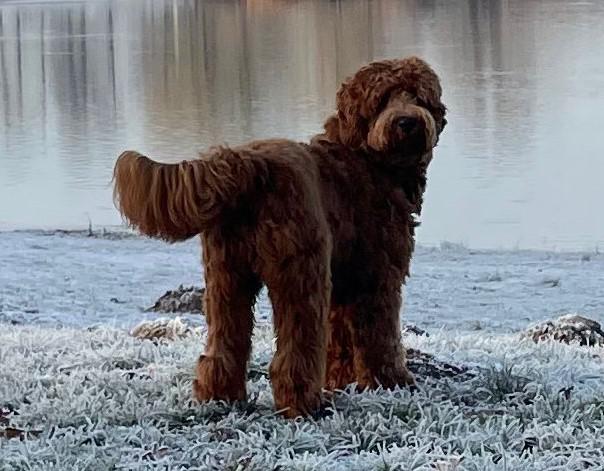 Betuwse Labradoodles Tommy